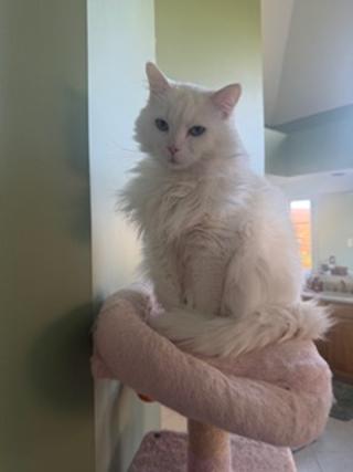 Fluffy white cat sitting regally on a pet perch, with a green wall and kitchen area in the background. Perfect for pet care content.