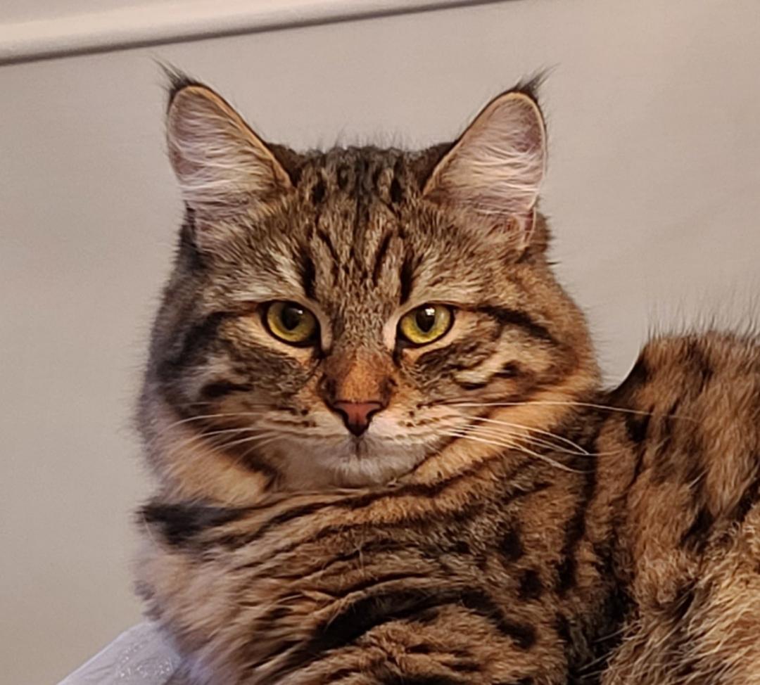 Close-up of a fluffy, striped cat with bright yellow eyes, gazing thoughtfully. The image highlights the cat's distinct markings and expression.