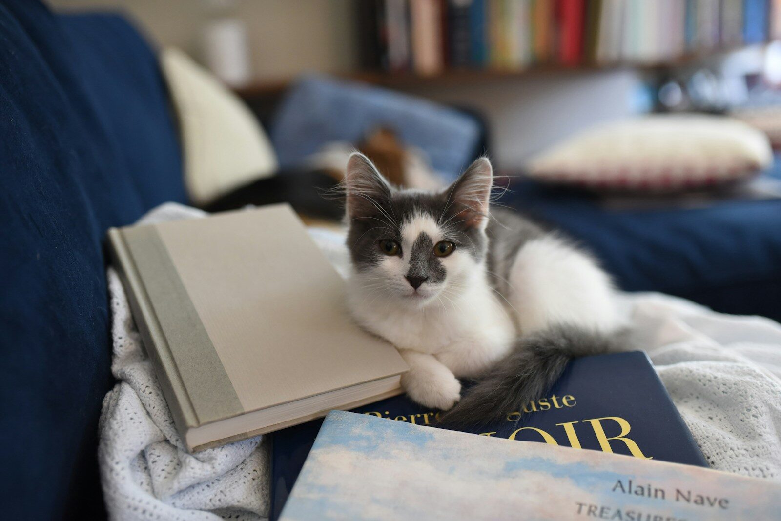 A fluffy gray and white kitten rests on a cozy blanket alongside stacked books, creating a warm, inviting atmosphere for reading.
