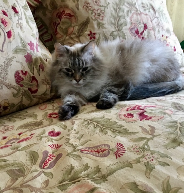 Fluffy gray and white cat lounging on a floral-patterned couch, exuding a calm and relaxed demeanor. The image captures a cozy home environment.