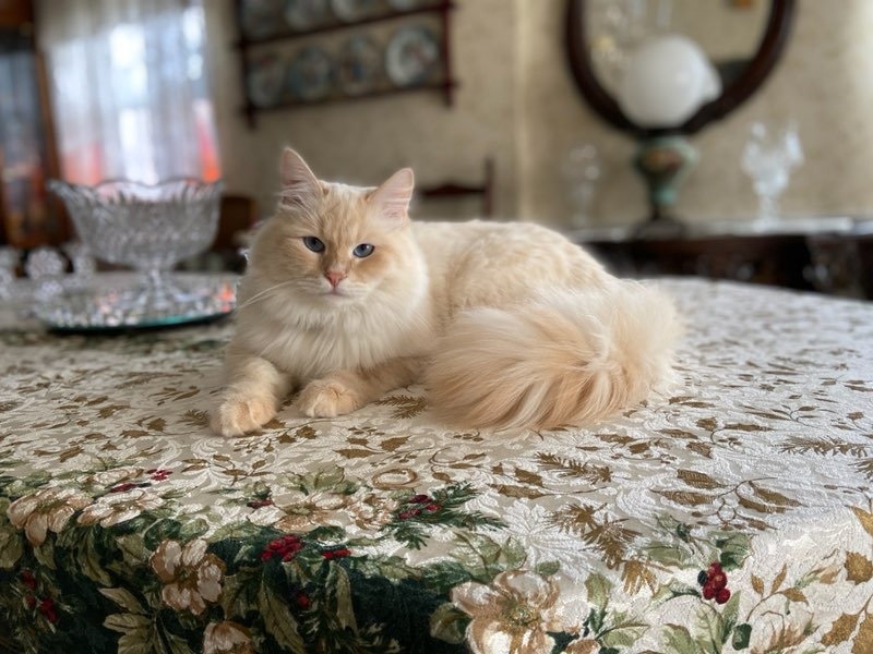 Fluffy cream-colored cat lounges on a floral-embroidered tablecloth, surrounded by elegant glassware in a cozy dining room setting.