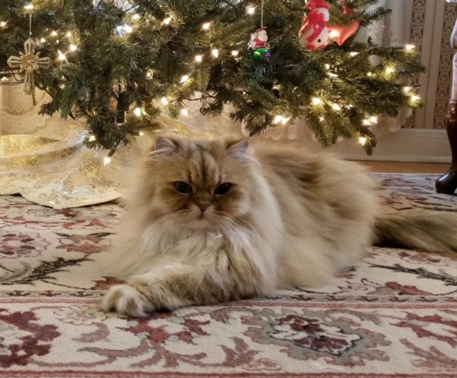 Fluffy cat lounging on a colorful rug under a brightly lit Christmas tree, adding a cozy holiday ambiance to the scene.