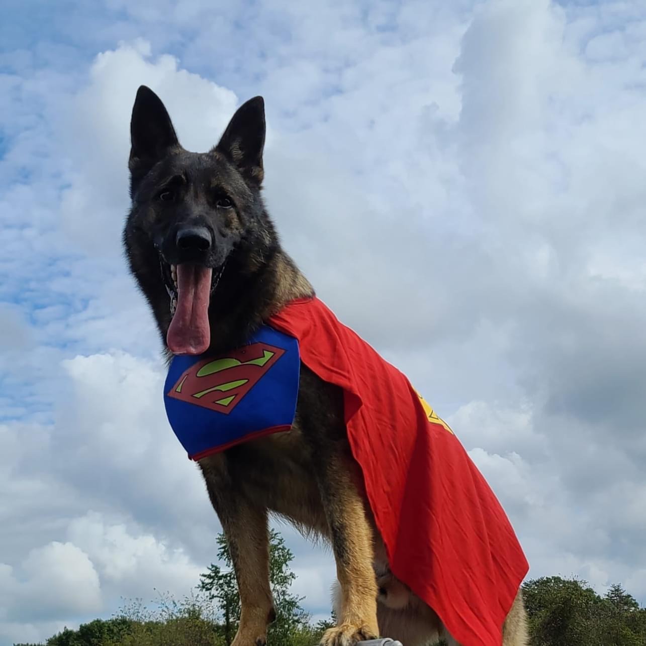 A spirited dog wears a Superman costume, featuring a blue chest emblem and a flowing red cape, against a cloudy sky backdrop.